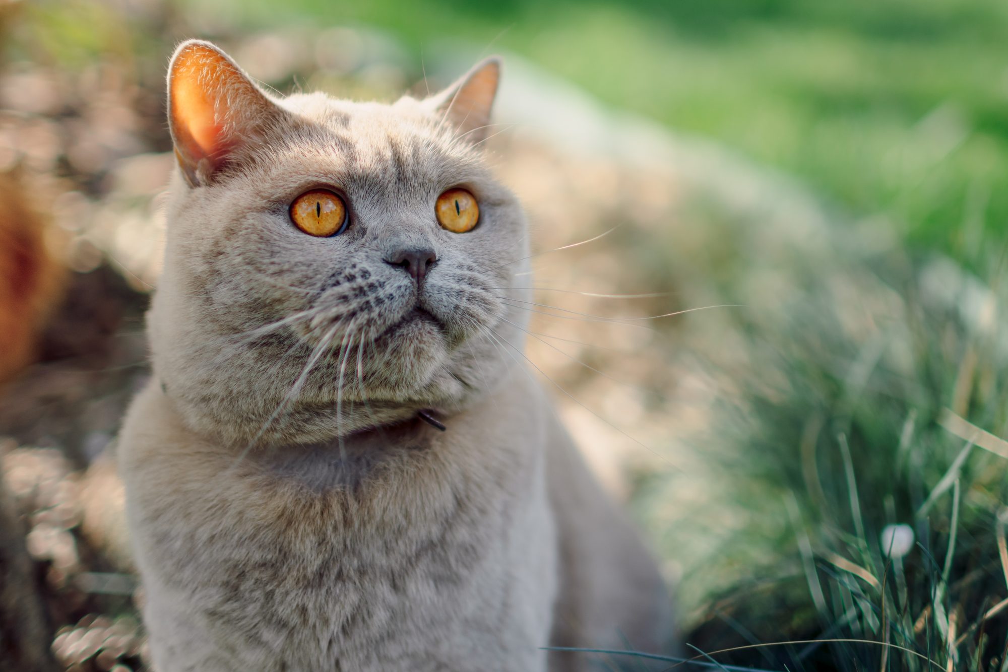 Cat in soft warm light