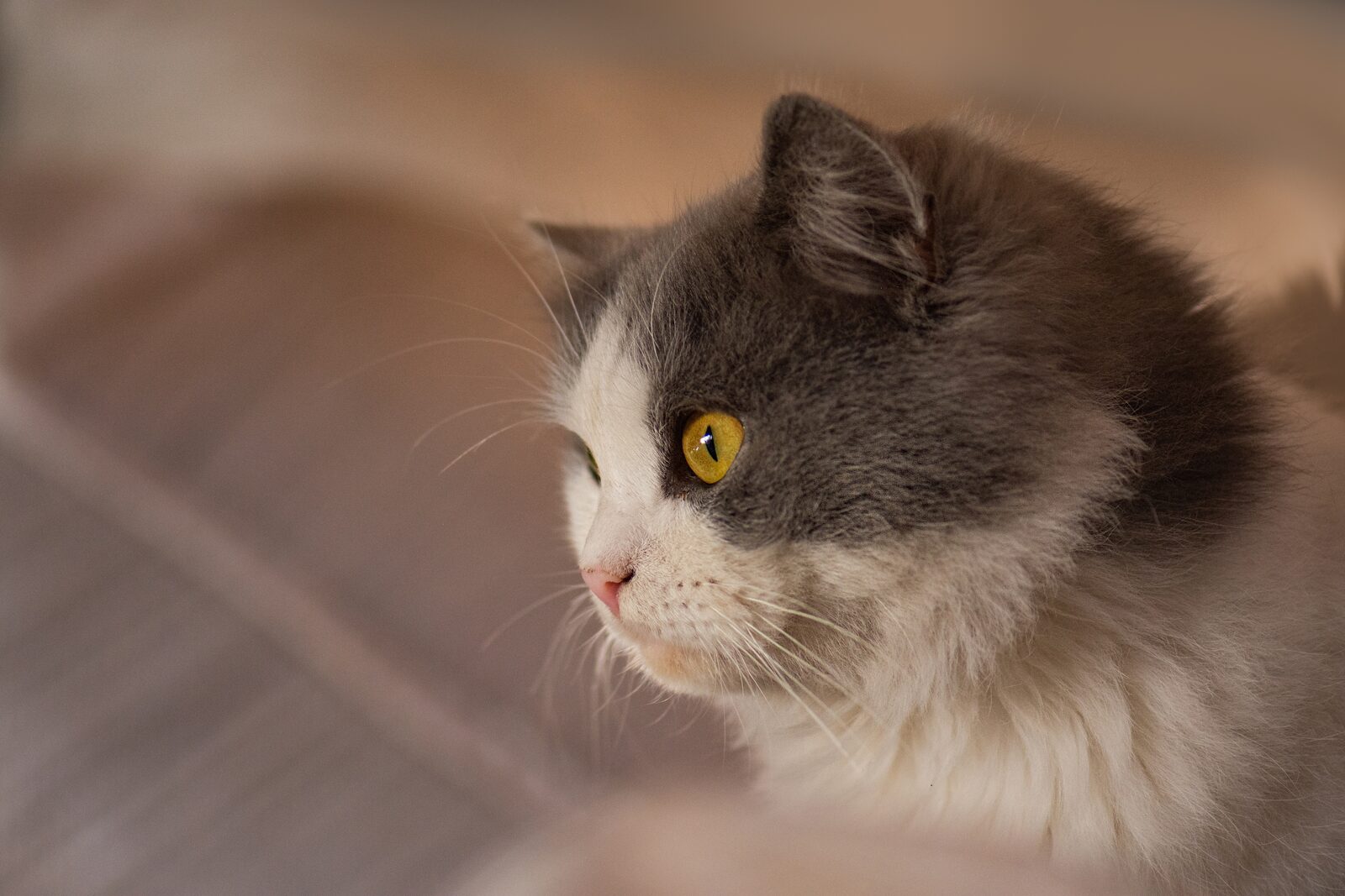 Close, careful diagnostic care for a pet at Nature & Nurture