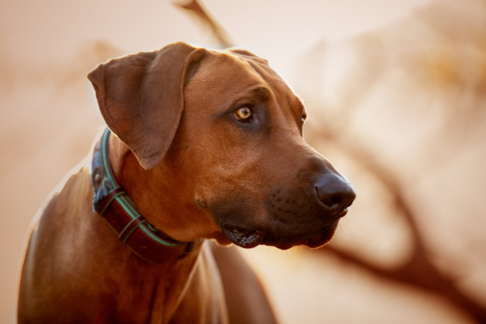 A dog gazing calmly in warm golden light