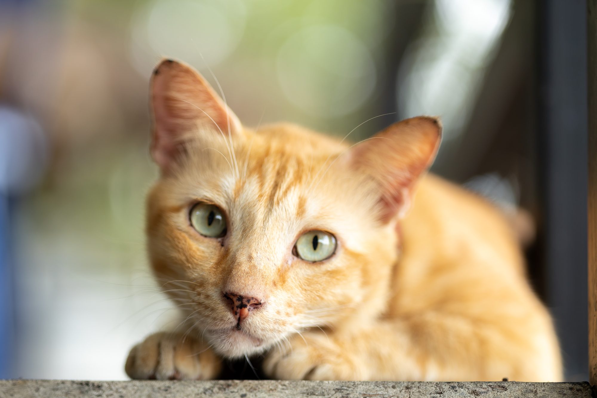 An orange tabby cat with green eyes looking at the viewer in soft outdoor light
