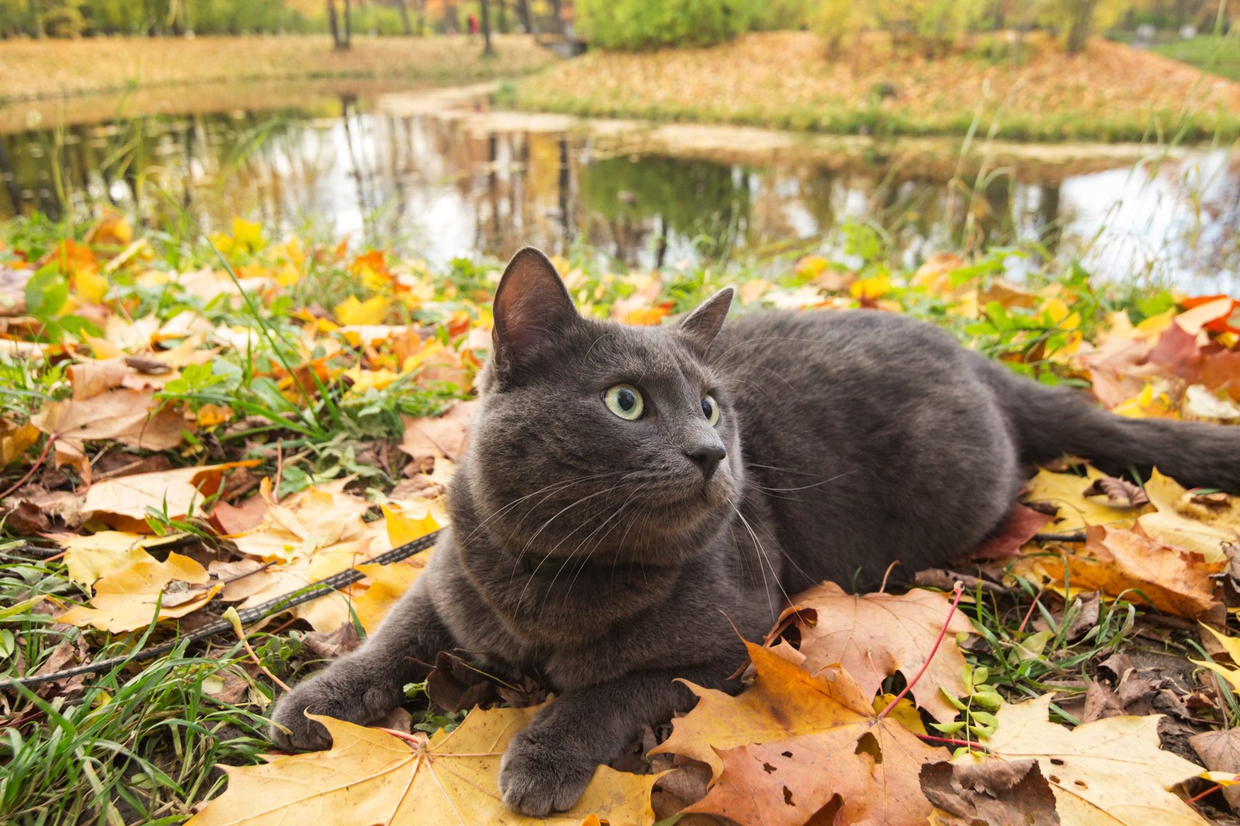 Gray cat resting in autumn leaves by a pond