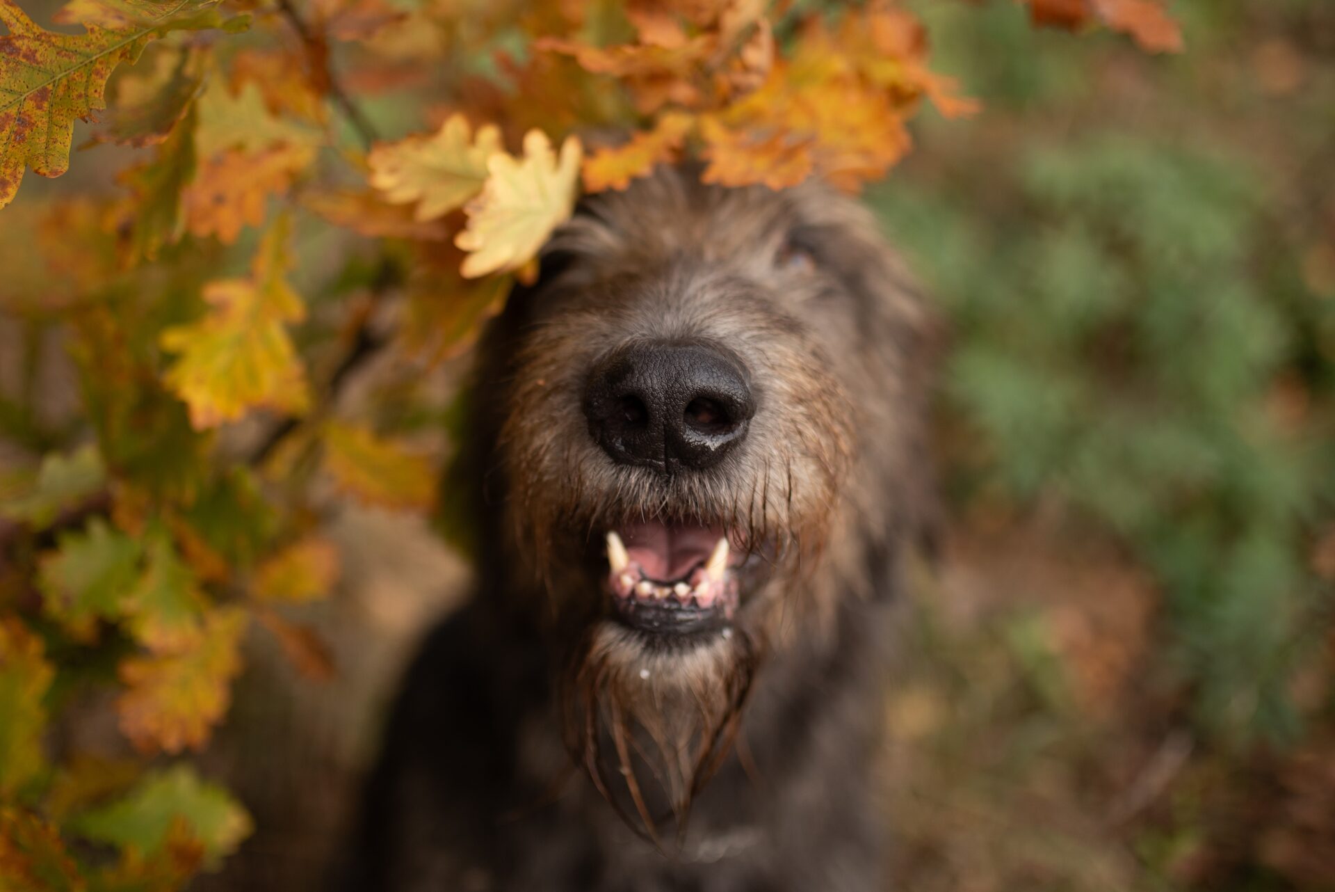 A dog among autumn leaves