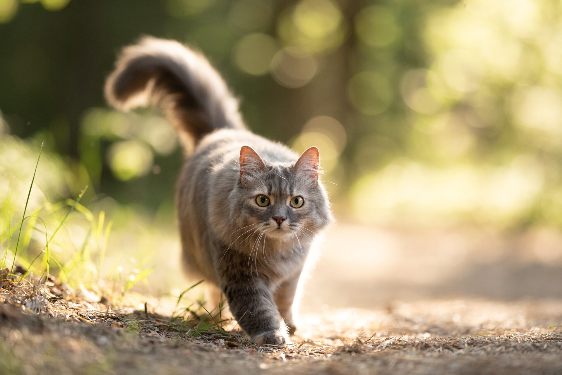 A cat resting calmly in soft natural light
