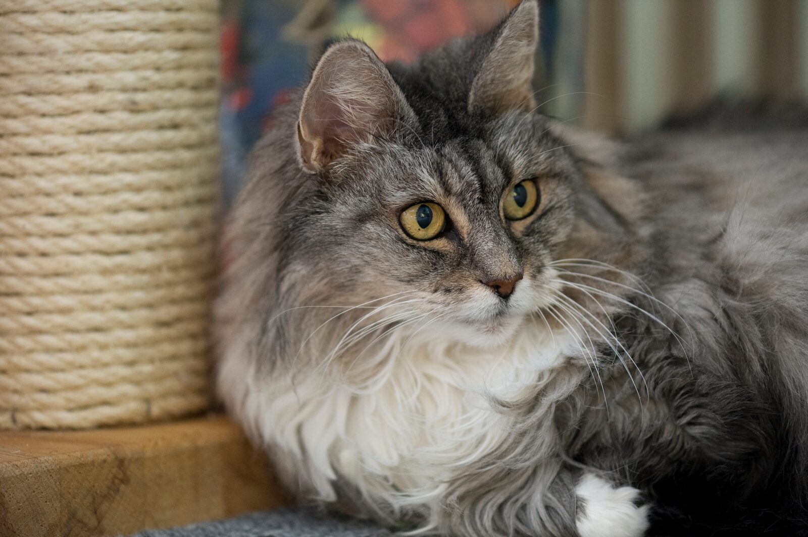 A cat resting calmly