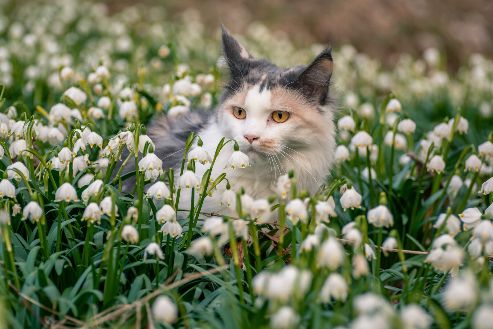 A cat among spring flowers