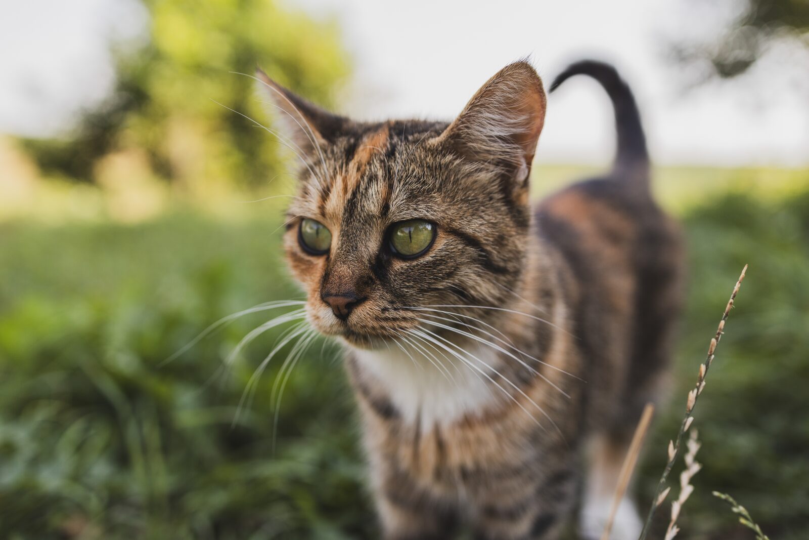 A cat outdoors in soft light