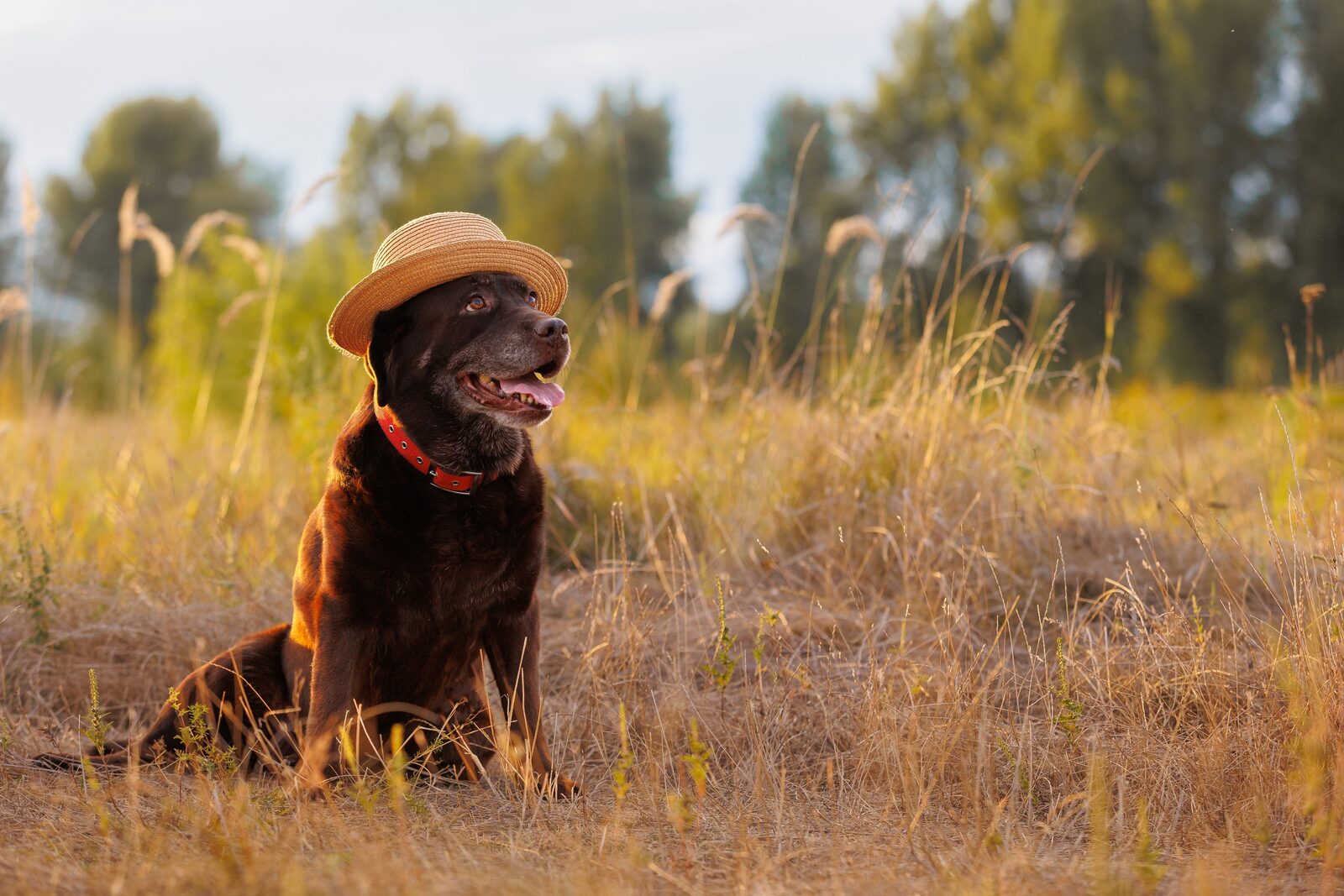 A dog resting in a sunlit field