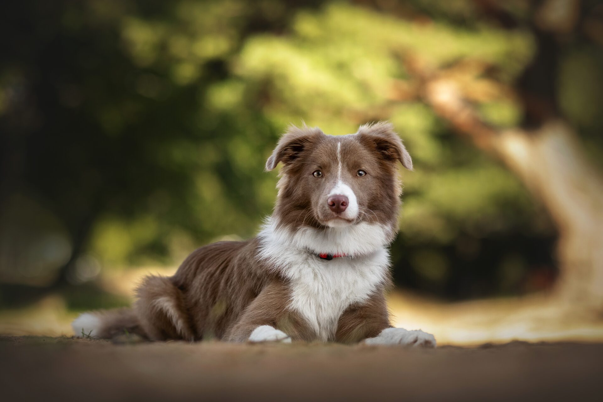 A dog resting calmly outdoors in warm, natural light