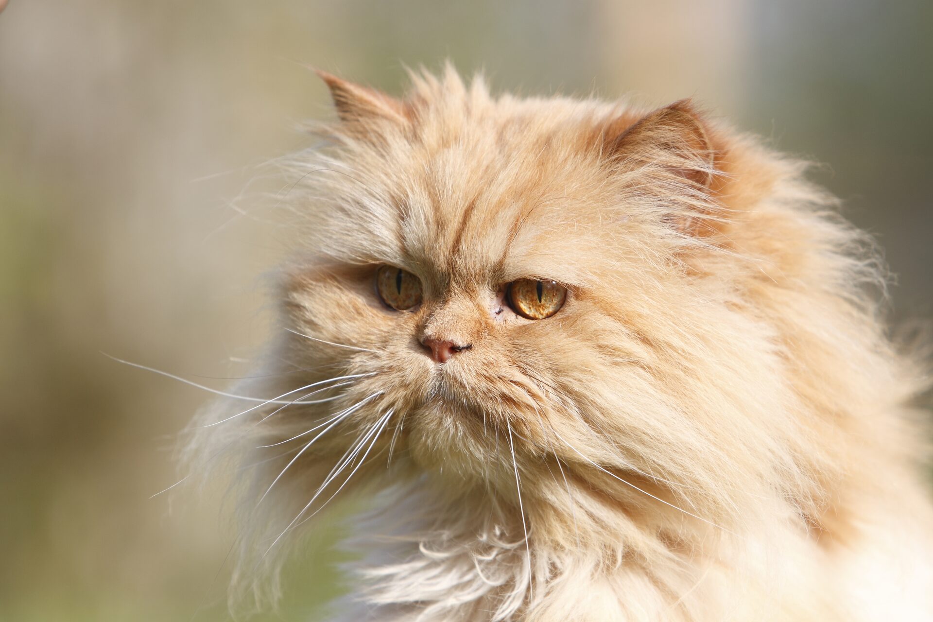 A cat resting in soft, warm light