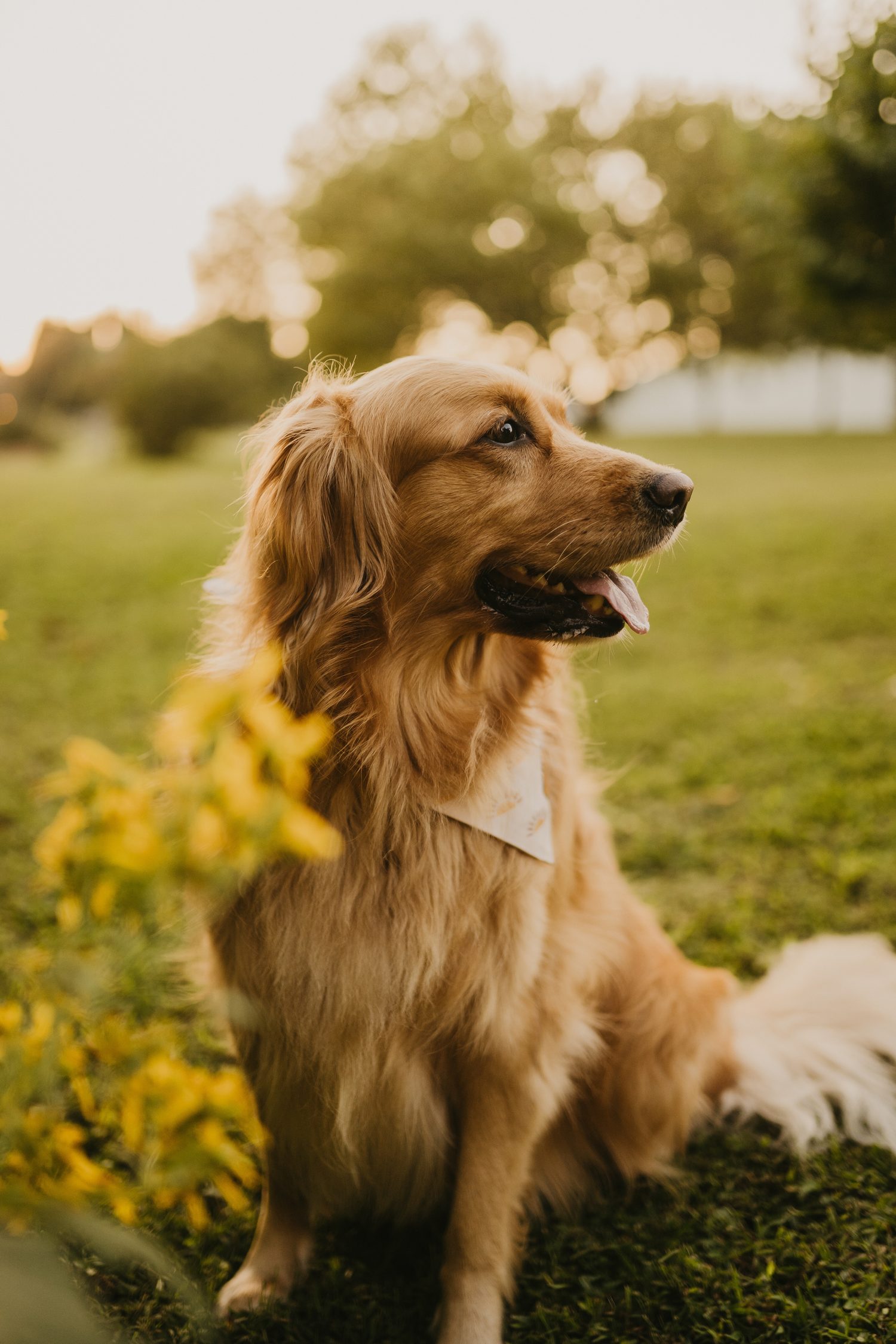 A golden retriever sitting peacefully in a meadow at golden hour, reflecting Nature & Nurture's warm, whole-animal approach to care