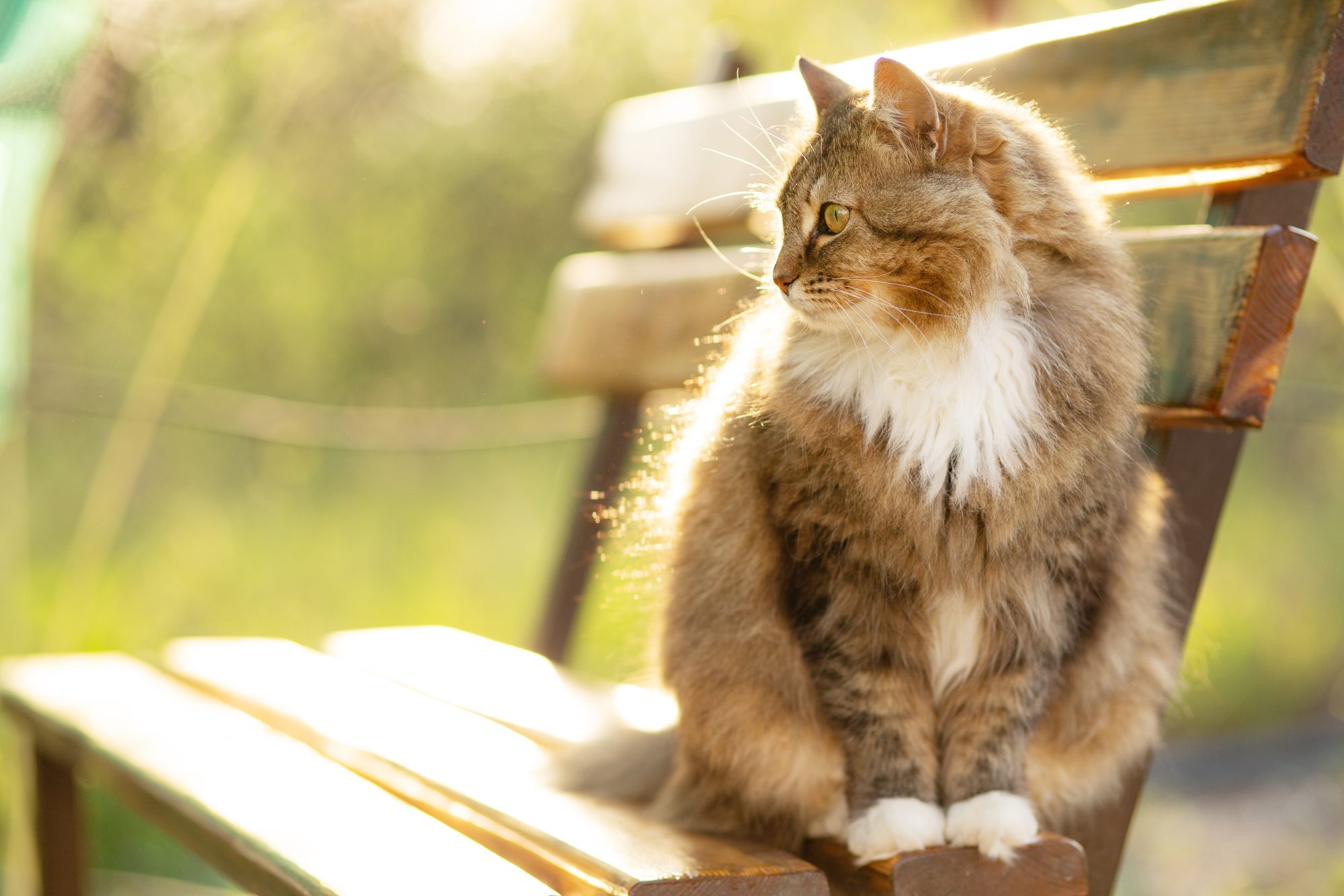 A cat in dappled light — care that works with physiology