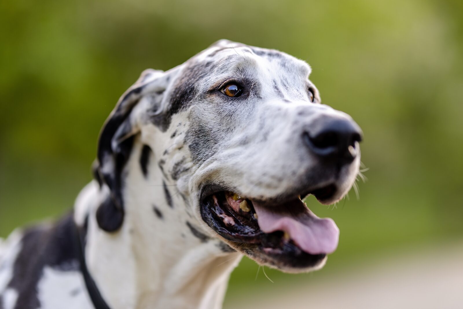 A dog resting calmly during a whole-pet wellness visit